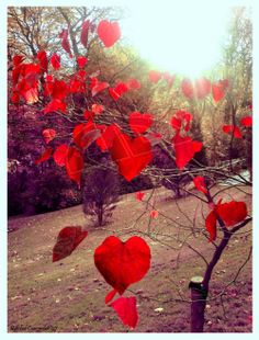 heart-red-leaves